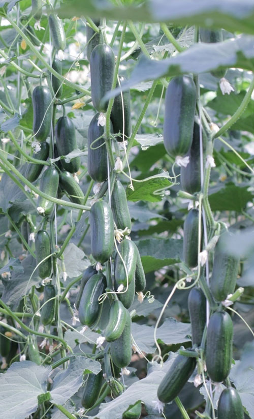 enza seeds seed bejo zaden zaur